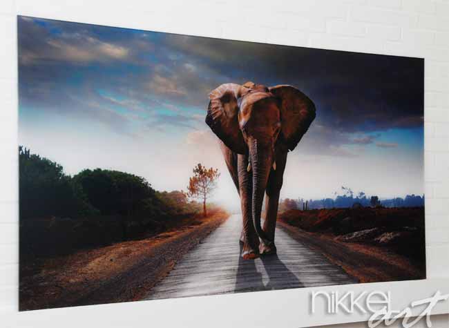 Foto op Plexiglas Olifant lopen