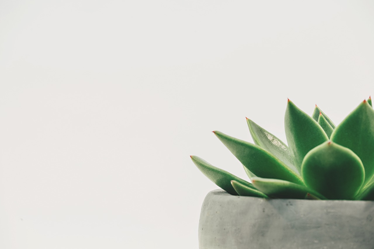Groene wand met diverse planten in woonkamer.