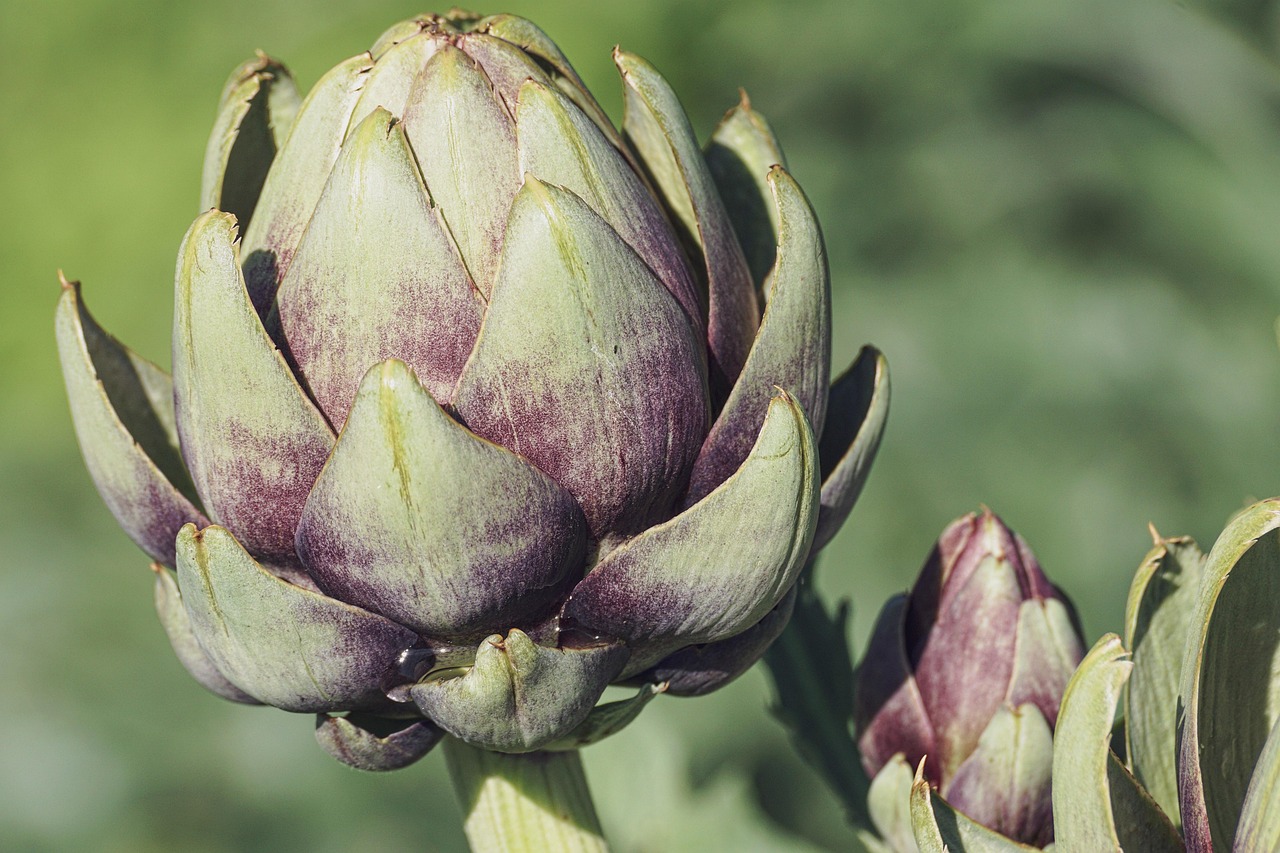 Vrouw plukt gele eetbare bloemen. Vrouw plukt gele eetbare bloemen.