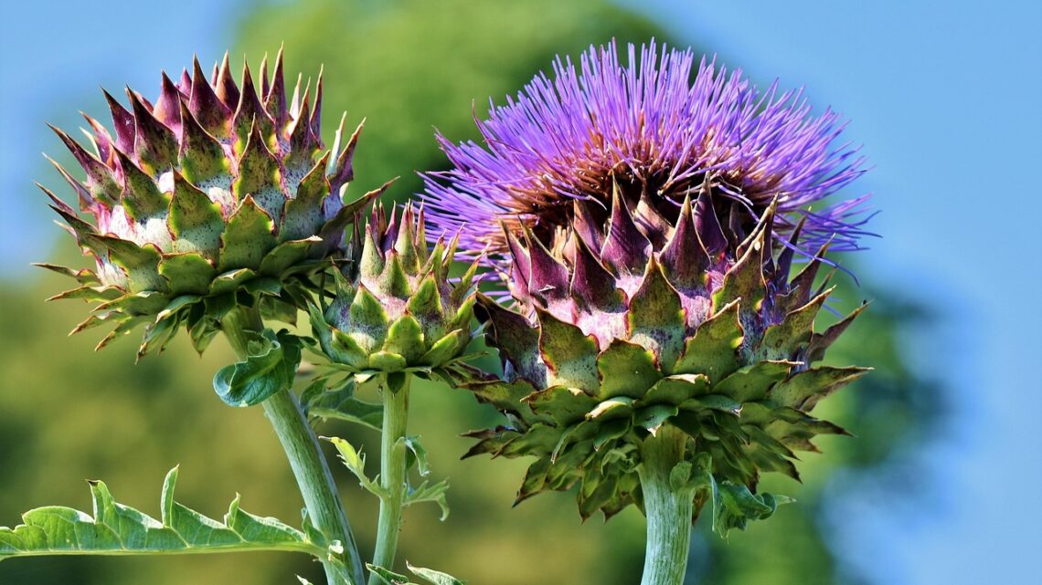 Eetbare bloementuinen: verfraai je maaltijden met kleurrijke toevoegingen
