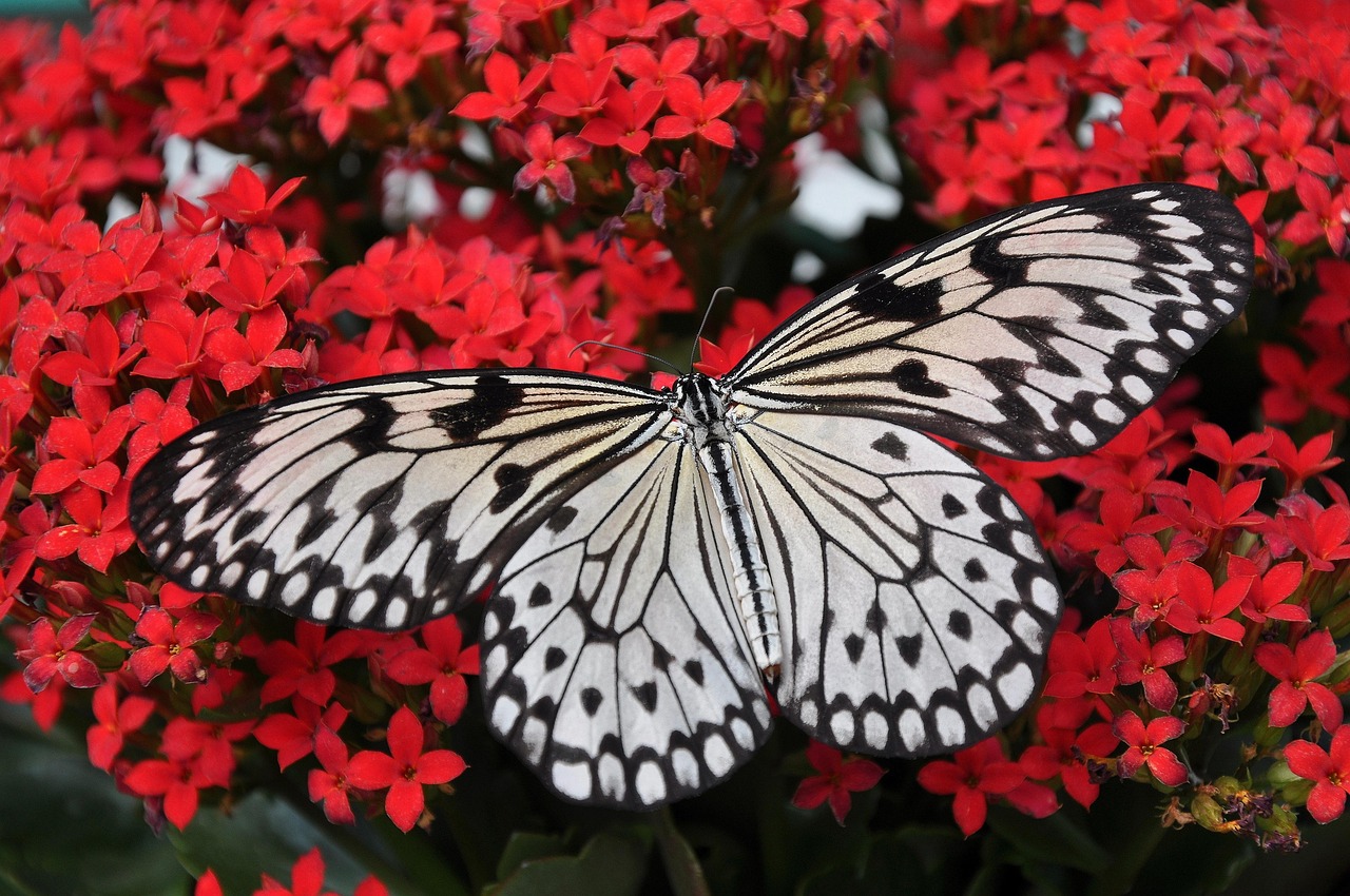 Vogels voeden zich op insectvriendelijke planten. Vogels voeden zich op insectvriendelijke planten.