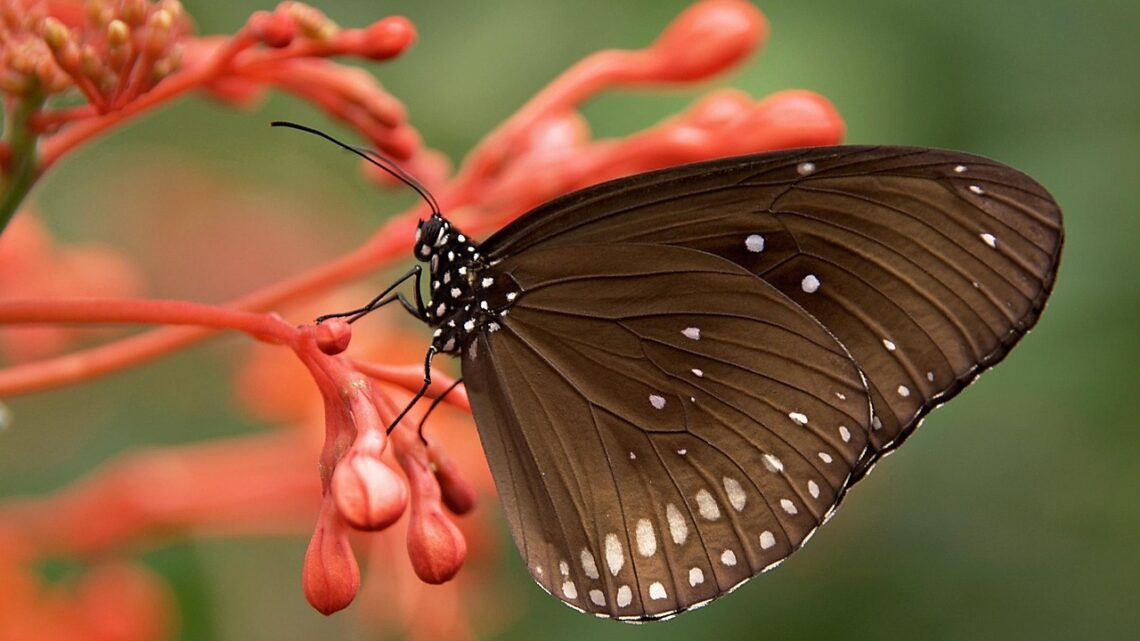 Insectvriendelijke tuinen: natuurlijke balans bereiken in een bloeiende wereld