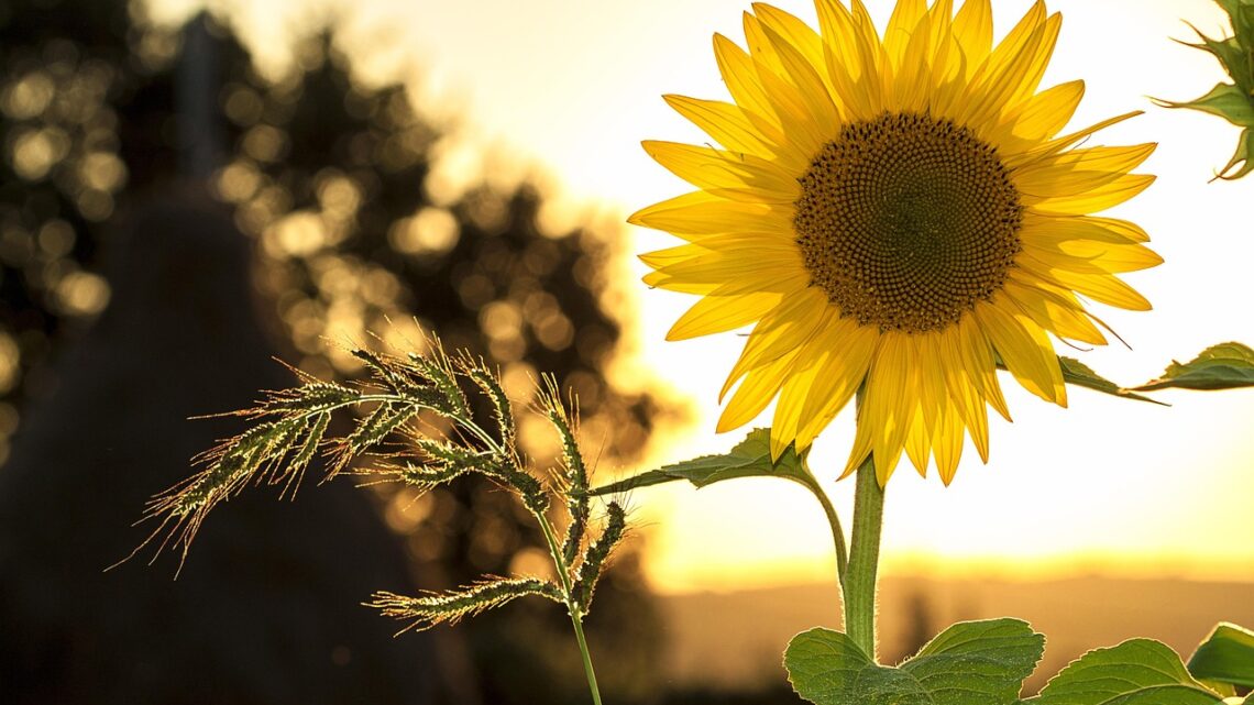 Zonnebloembedden voor een zonnige zomer: een gids voor elke tuin