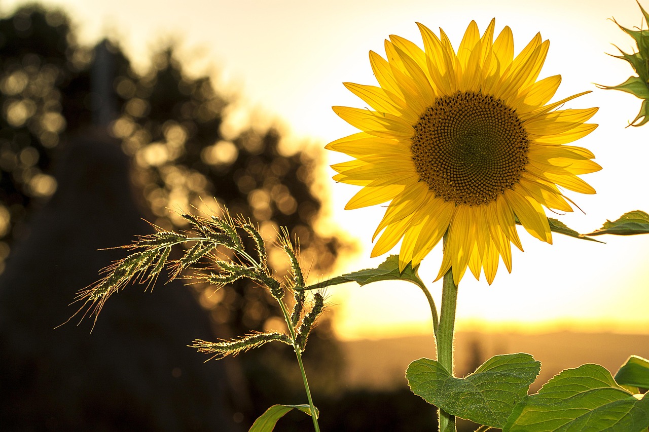 Zonnebloemen in volle bloei bij zonsondergang.