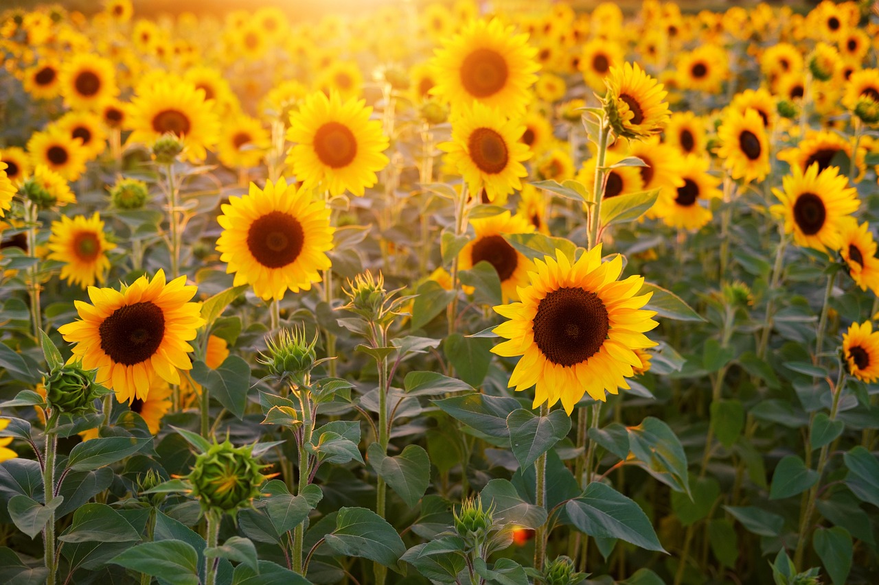 Kleurrijke zonnebloembedden in de zomertuin.