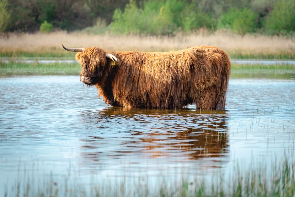 Groep Schotse hooglanders grazend op open veld.