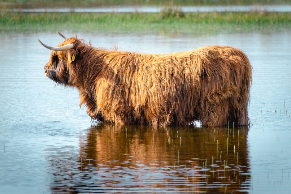 Fotobehang inspiratie: de magie van de majestueuze Schotse hooglander