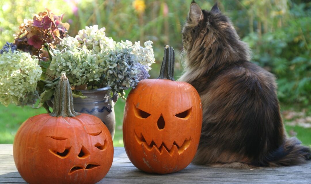 Halloween decoratie-ideeën voor een sfeervolle tuin