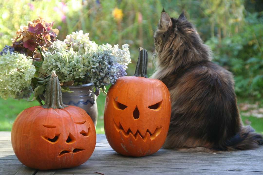 Pompoen lantaarns verlichten sfeervolle Halloween tuin. Pompoen lantaarns verlichten sfeervolle Halloween tuin.